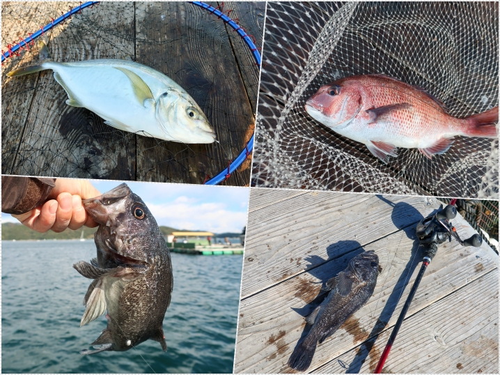 12月中旬海上釣り堀【傳八屋】釣行|ネット際に貼りついたクロソイの釣り方を紹介