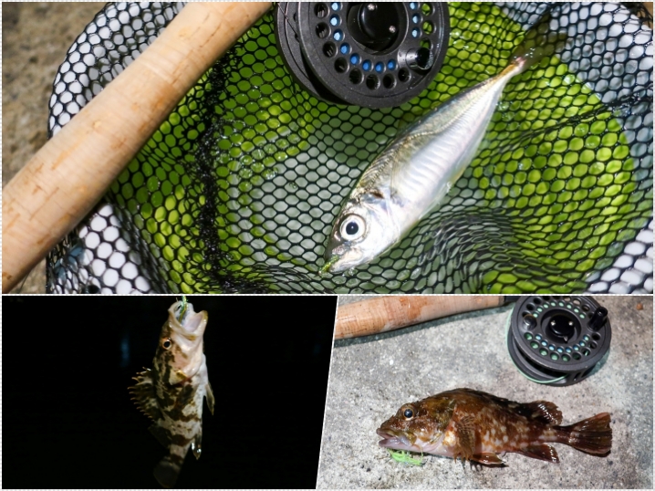 12月下旬坊勢島ソルトフライフィッシングでアジと根魚をゲット！釣り方・ヒットフライ・釣果を紹介