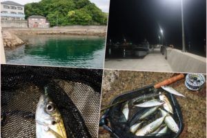 5月下旬坊勢島でアジ爆釣！ソルトフライフィッシングでアジを釣る3つのコツを紹介