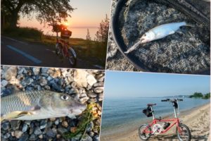 【自転車釣行】6月中旬ルアーでハス釣り|琵琶湖でのハスの釣り方とサイクリング×フィッシングに必要なアイテムを紹介