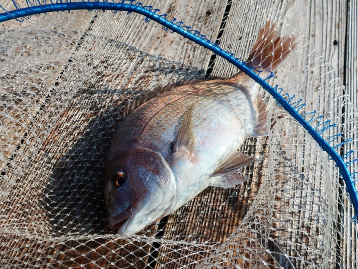 1～2匹目：モーニングで真鯛とシマアジを釣り上げる！