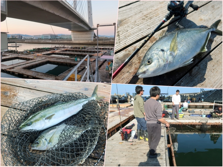 11月の海上釣り堀「海釣ぽーと田尻」貸切釣行|イケス全体の釣果とヒットパターンを紹介