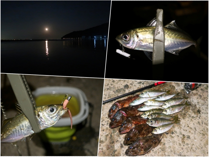 12月下旬家島で小アジングで好釣果|良型のカサゴもゲット！釣果・ヒットパターンを詳しく紹介