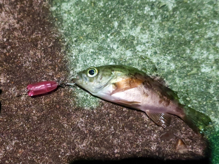 トップウォータープラグで小メバルが釣れる