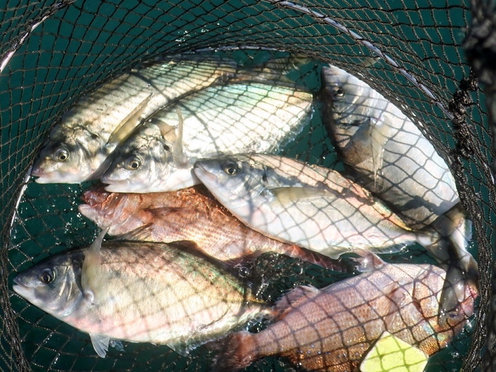 シマアジを数釣る為の4つのコツ
