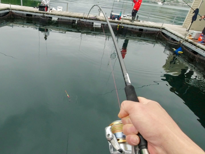 「釣りおじさんウキ釣り用試作スピニングロッド」でヒラマサを釣り上げる！