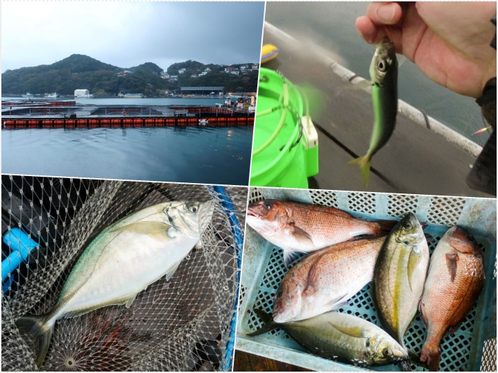 3月の海上釣り堀「カタタの釣堀」釣行|エサ取りが多いが本命の食いが悪い時に使える3つの対応法を紹介