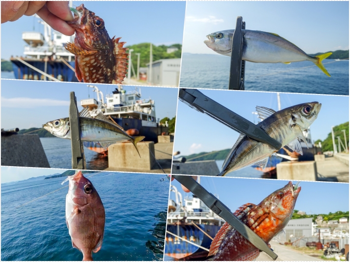 坊勢島デイアジング釣果