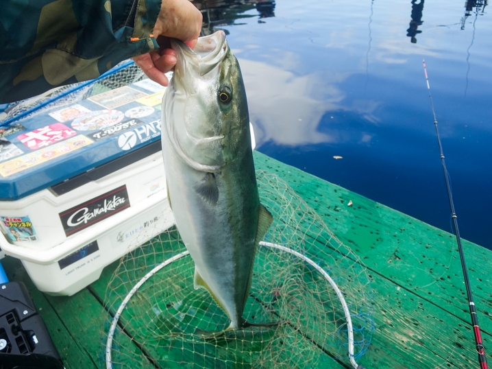 調子に乗っていたらスレでハマチが釣れました