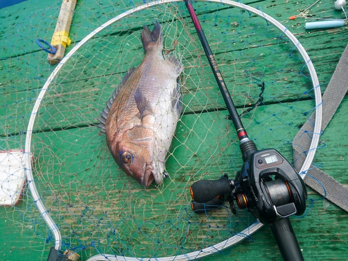 極小一つテンヤ釣法でさらに真鯛1匹追加！