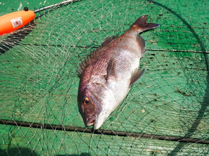 最後に再び「極小一つテンヤ釣法」で真鯛追ゲット！つ抜け達成！