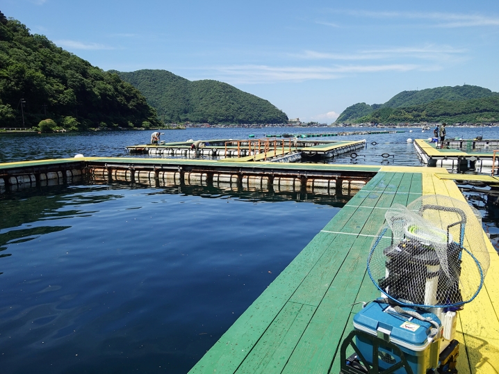 当日の海上釣り堀「フィッシングランド日向」の状況2