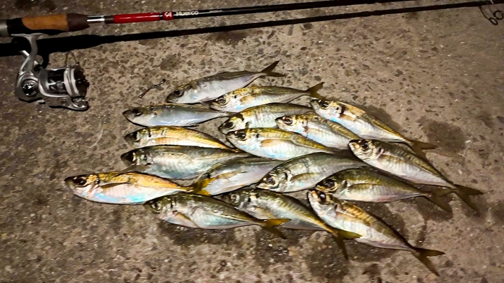 坊勢島アジングの釣果