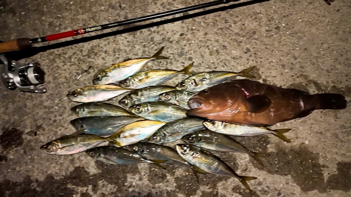 坊勢島アジングの釣果2