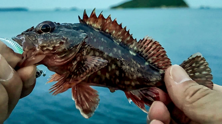 最初に釣れたのは「カサゴ」