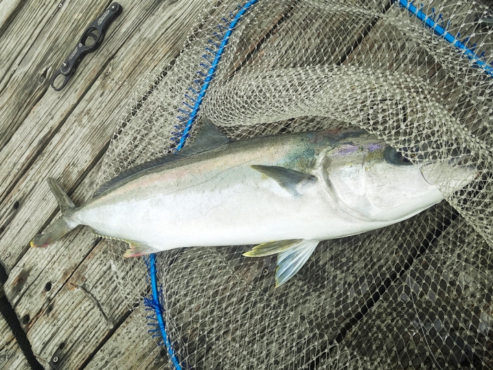 普通に泳がせて「ヒラマサ」を釣る！