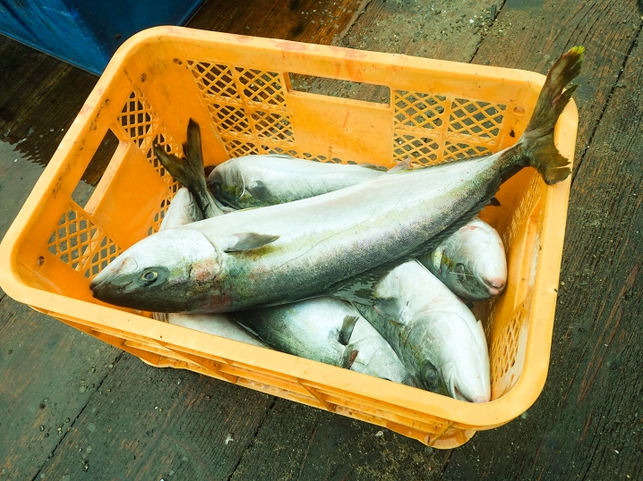 海上釣り堀「水宝」の釣果