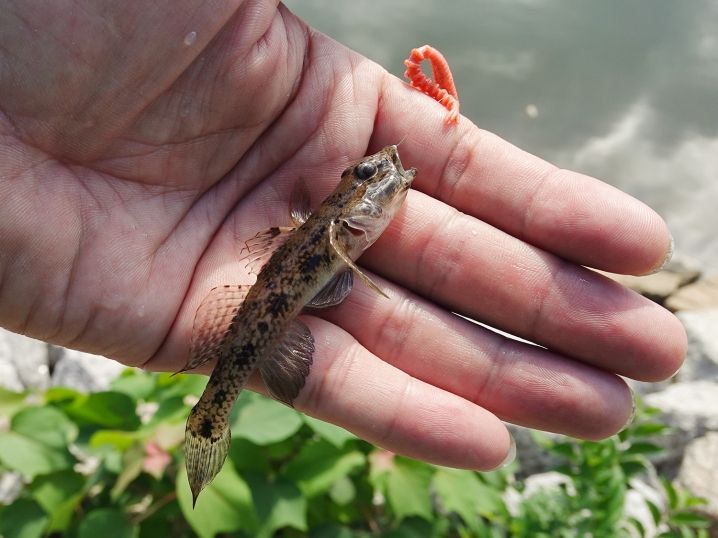 すぐにハゼが釣れる