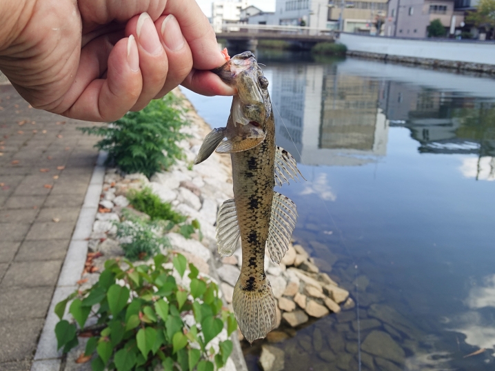 順調にハゼが釣れ続ける