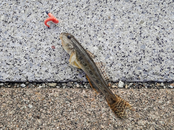 順調にハゼが釣れ続ける2