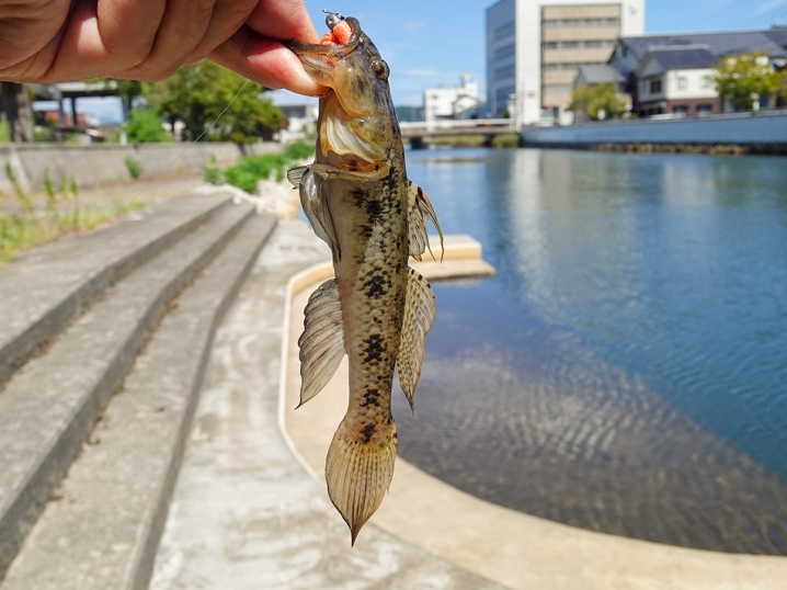 最後に大き目のハゼが釣れたの釣り終了