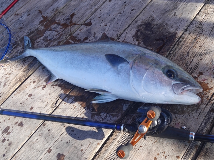 次に釣れたのは「ヒラマサ」