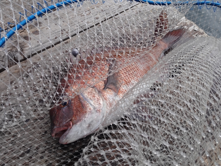 魚が溜まっている場所で地道に真鯛を2匹追加