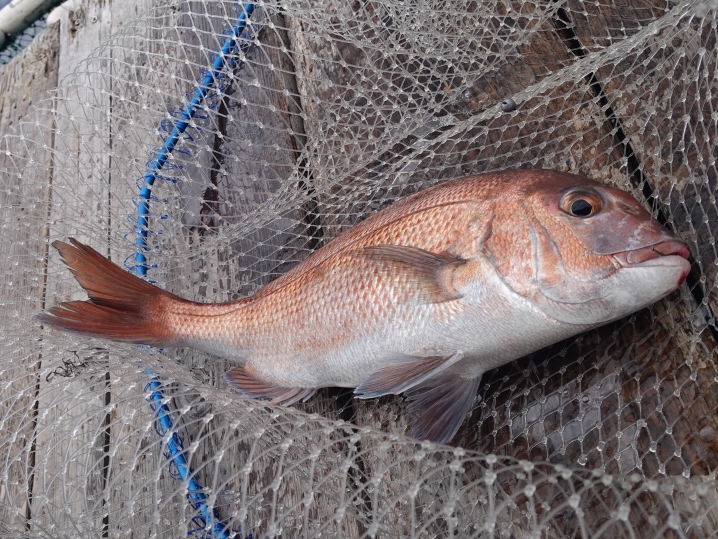 魚が溜まっている場所で地道に真鯛を2匹追加2