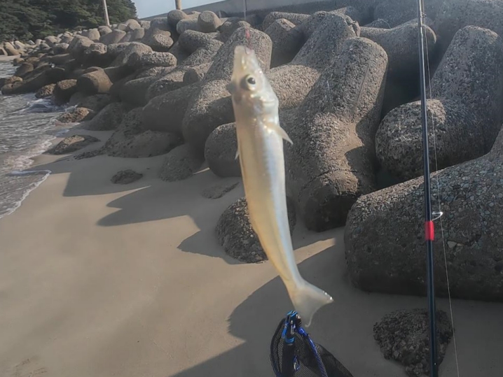 その後次々にキスが釣れる2