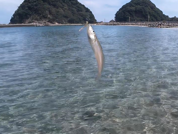 今度は「普通のワーム」でキスが釣れるか試してみる