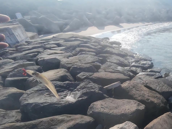 その後次々にキスが釣れる