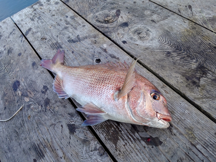 釣り開始直後に「真鯛」が釣れる