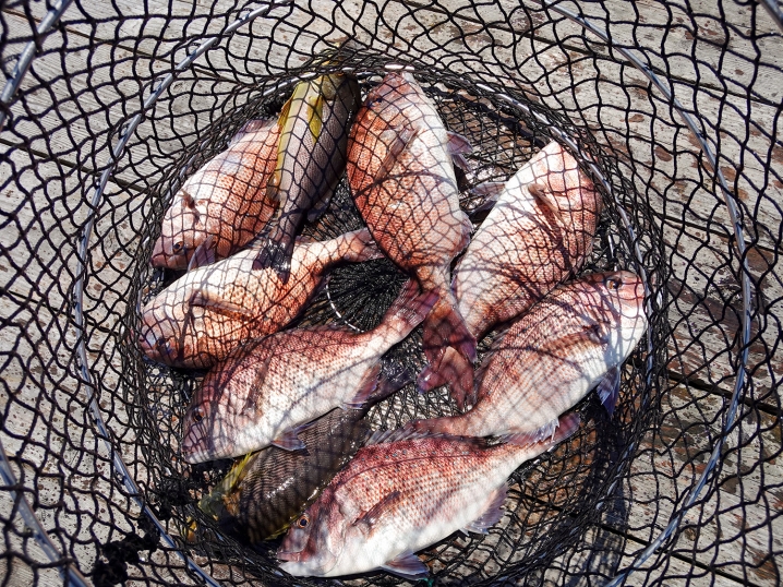 当日の海上釣り堀「傳八屋」の釣果