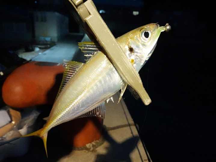 良型のアジが釣れる