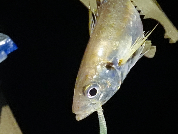 その後は好調にアジが釣れる