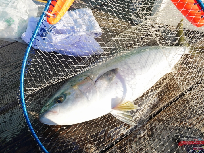 最初に釣れたのは「ハマチ」