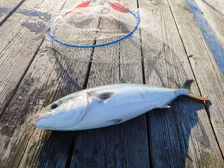 次は「ハマチ」を2匹釣り上げる！