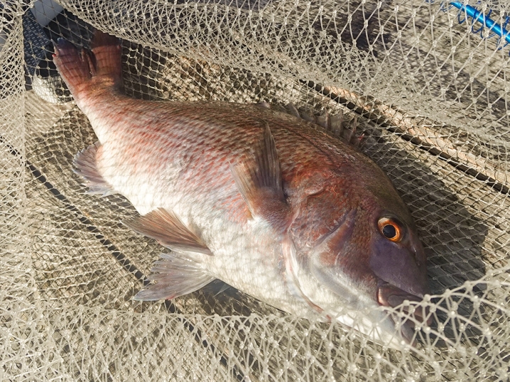 最後は「特大真鯛」を釣り上げて釣り終了