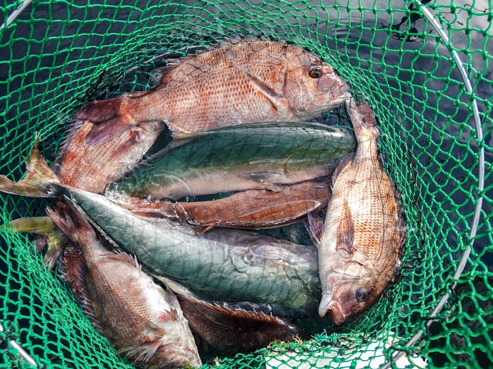 当日のカタタの釣堀の釣果