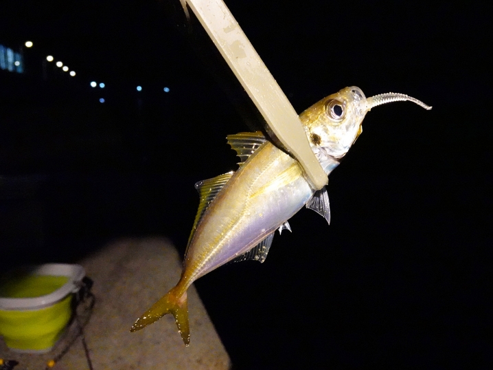 ２匹のアジを釣るも魚影が薄いので次のポイントに移動2