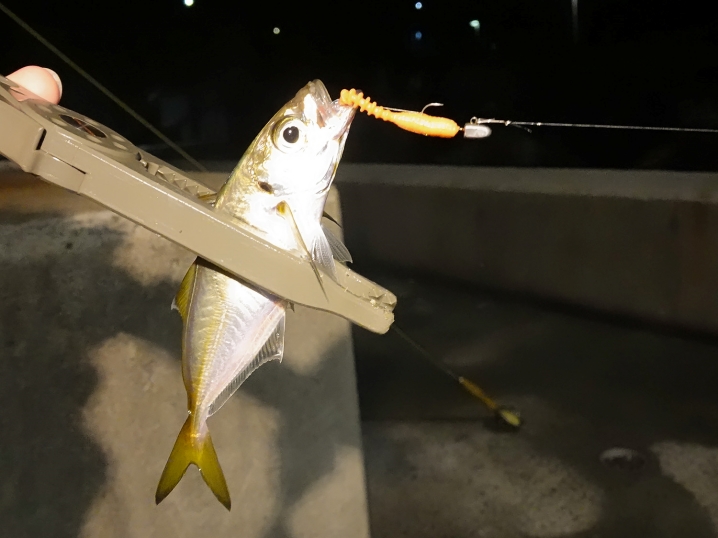 その後は同じメソッドでアジが釣れ続きました