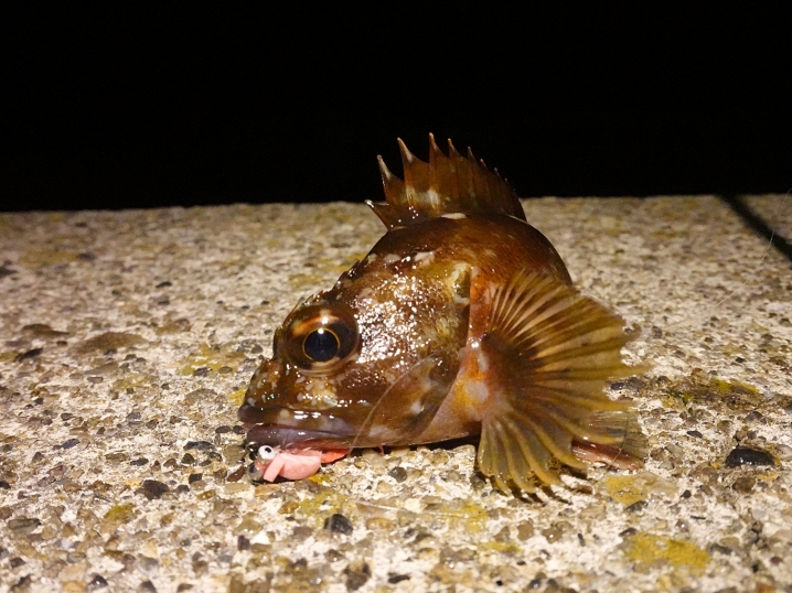 カサゴ(ガシラ)もよく釣れます