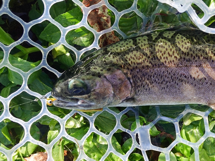 ２時間程で5匹のニジマスを釣る2