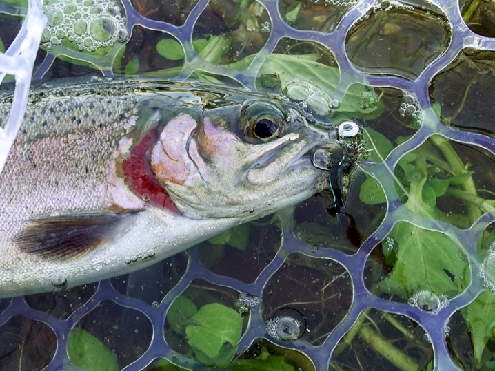 ２時間程で5匹のニジマスを釣る