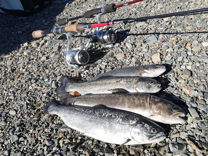 「フィッシングパーク高島の泉」釣果