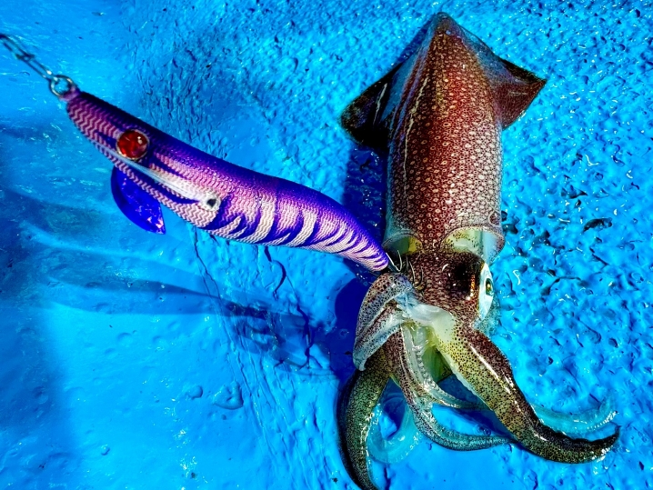 【アジ神パープルレッド】で魚のアタリを回避してイカを釣る！