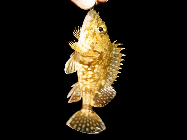 カサゴ(ガシラ)狙いに切り替える