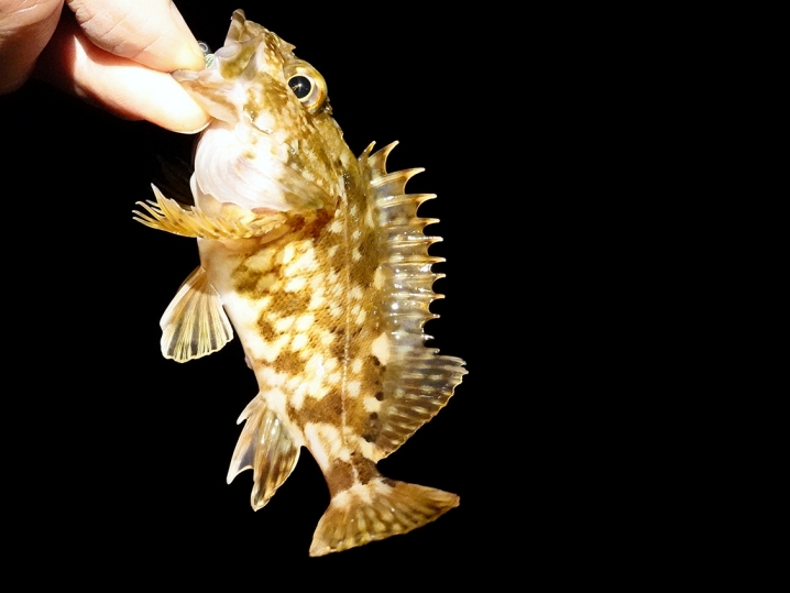 カサゴ(ガシラ)狙いに切り替える2