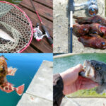 2月の晩冬にライトルアーフィッシングで釣れる魚種とその釣り方