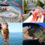 3月の初春にライトルアーフィッシングで釣れる魚種とその釣り方